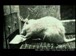 斯坦福公开课中出现rats的视频截图